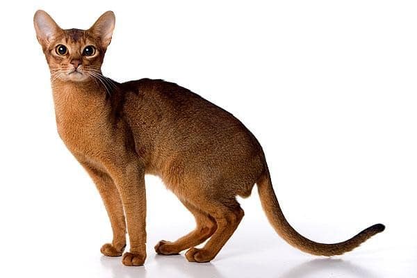 Abyssinian cat breed - Facts and traits