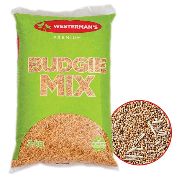 Westerman's Budgie Mix
