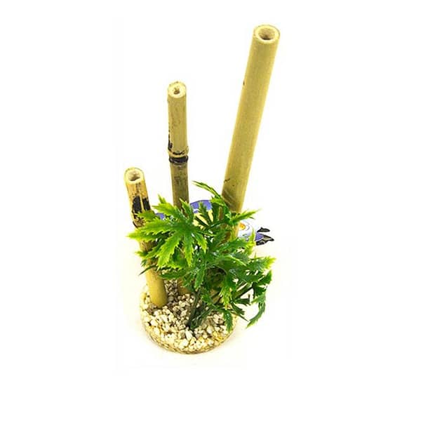 Sydeco Bamboo Forest Plant - 20 cm
