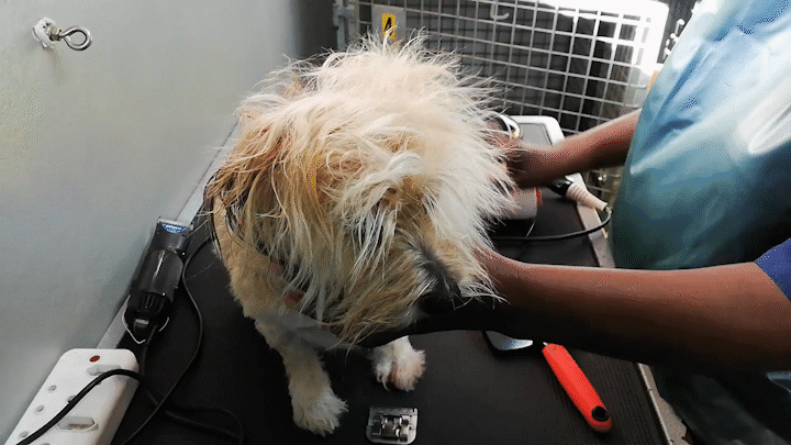 A step-by-step guide to dog grooming