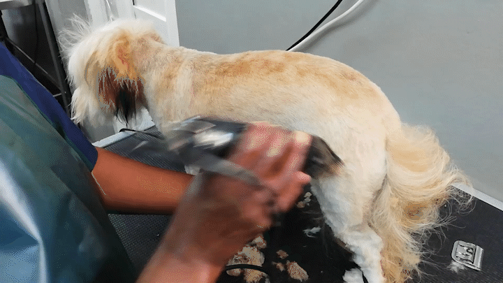 A step-by-step guide to dog grooming