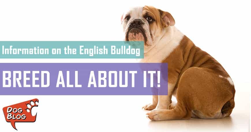 English Bulldog Breed - Facts And Traits