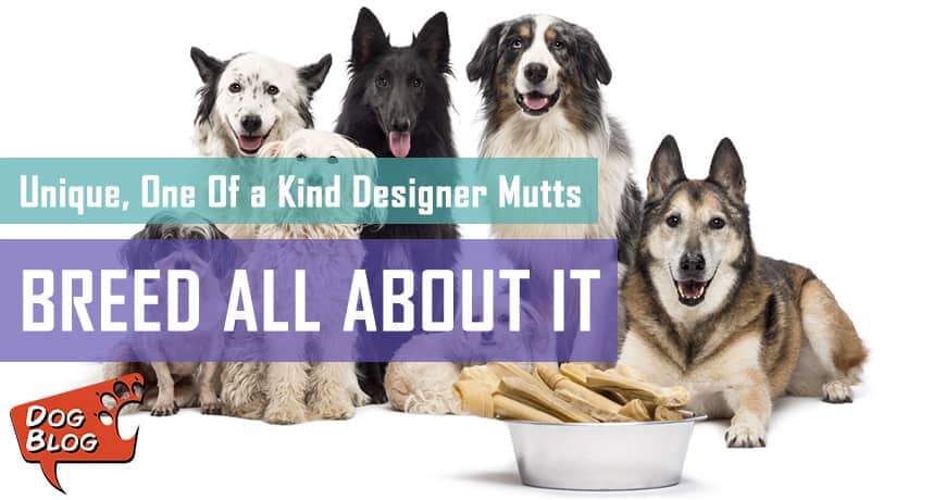 Designer mutts hot sale