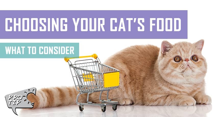 choosing the best cat food