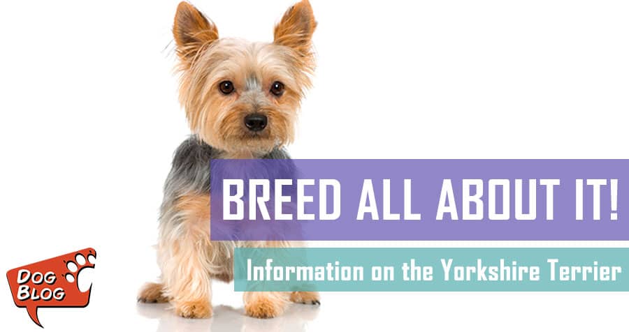 Yorkshire terrier breeds of hot sale dogs