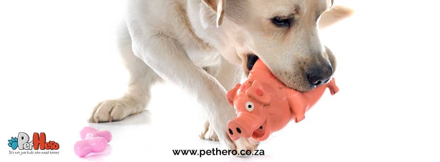 Why dogs shake their toys