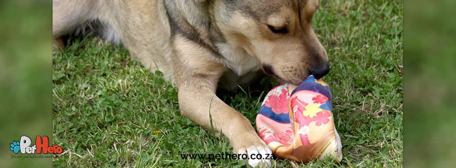 Why dogs shake their toys