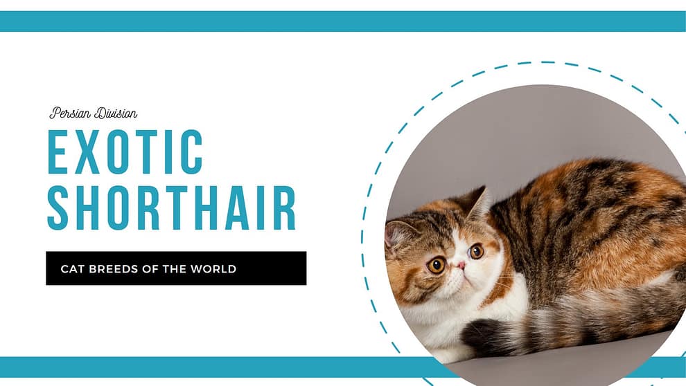 Exotic Shorthair Cat Pet Hero