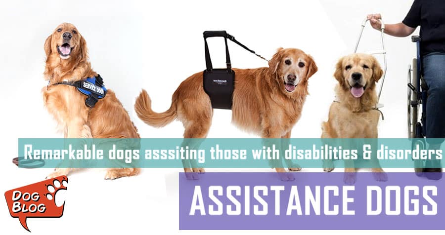 Dogs Assisting Those With Disabilities & Disorders | Pet Hero
