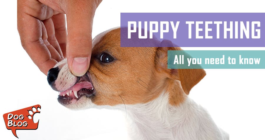 How To Handle A Teething Puppy | Pet Hero