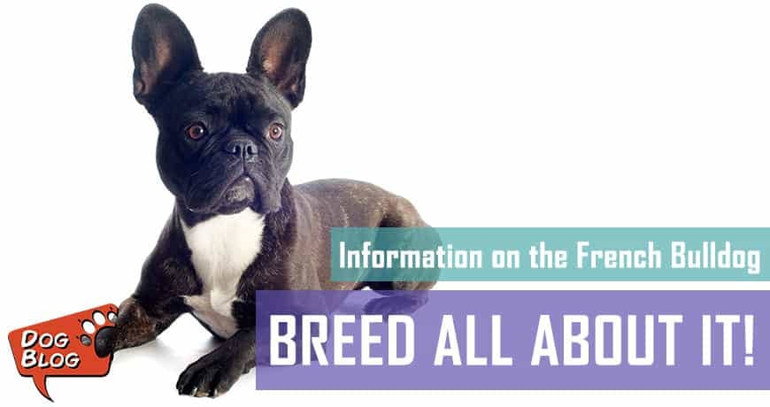 French Bulldog Breed - Facts And Traits | Pet Hero