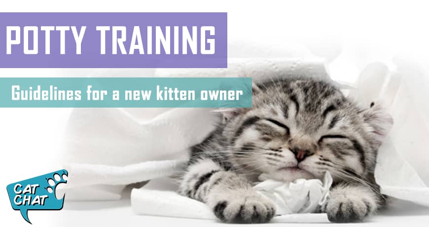 How To Litter Train A Kitten | Pet Hero