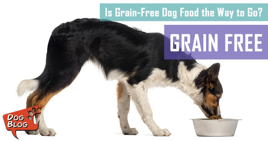 small dog dog food Ensuring Optimal Nutrition for Your Canine Companion