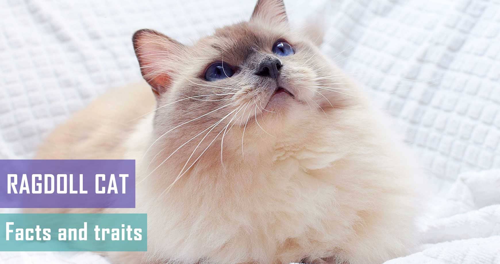 Ragdoll Cat – Facts And Traits | Pet Hero