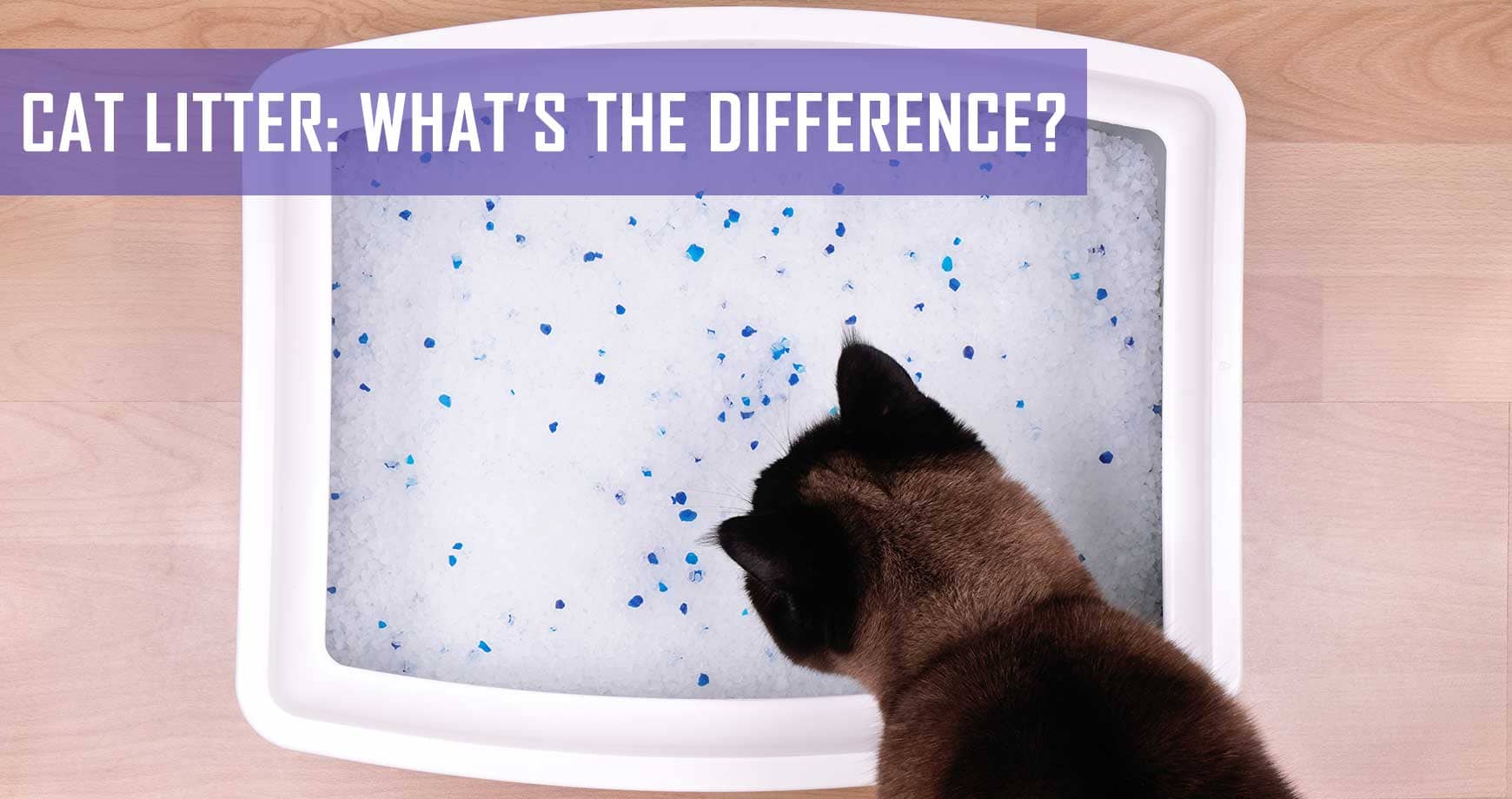 Cat Litter: What’s The Difference? 