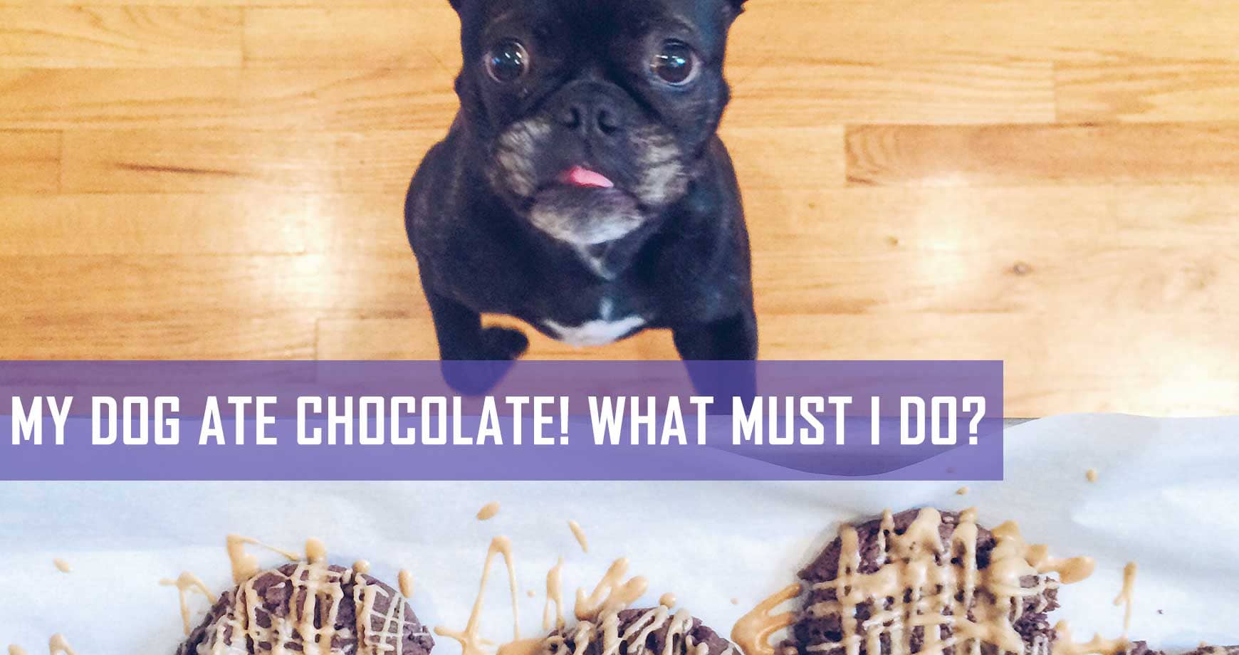 My chihuahua ate outlet chocolate