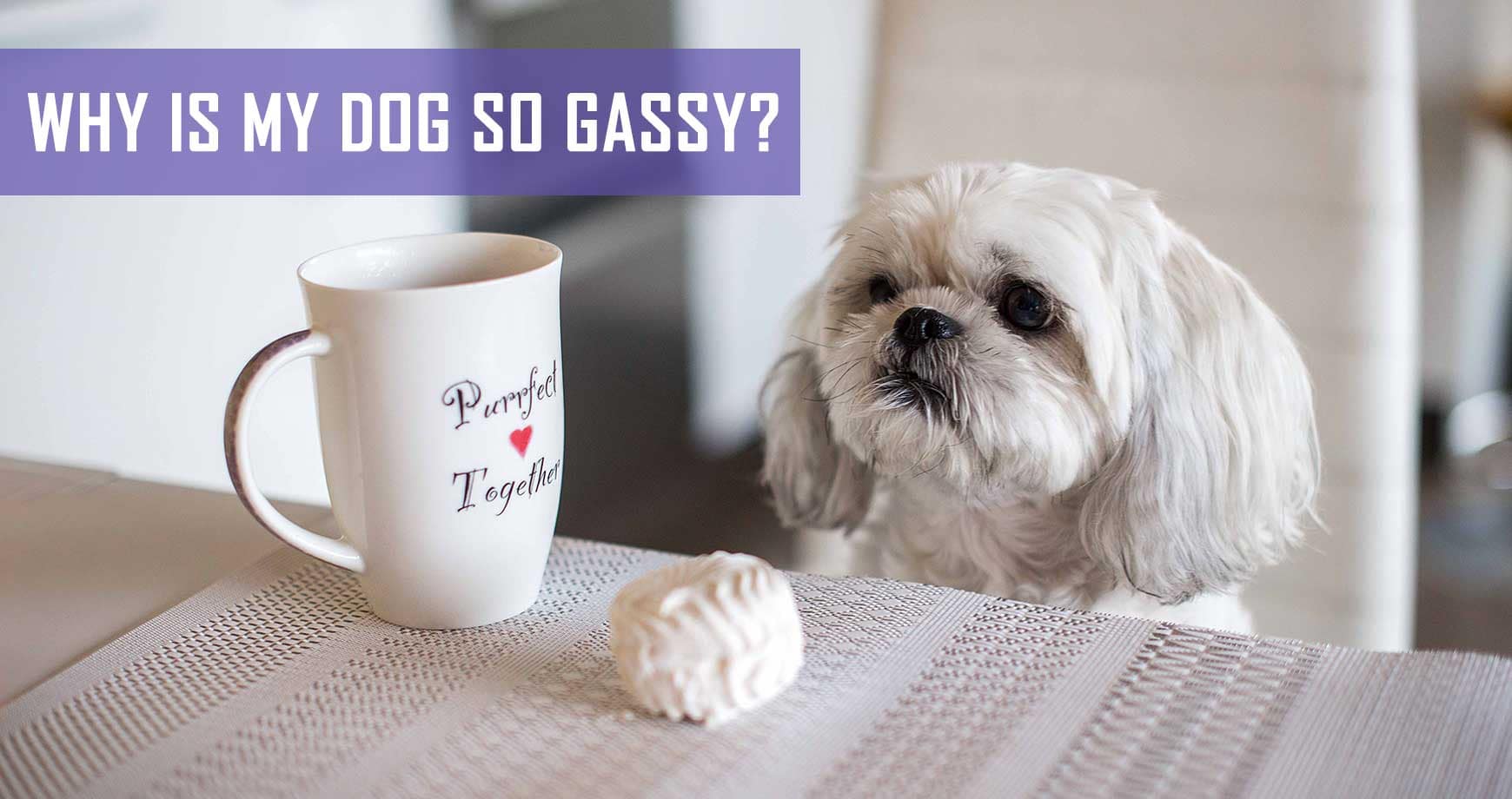 Why Is My Dog So Gassy? Pet Hero