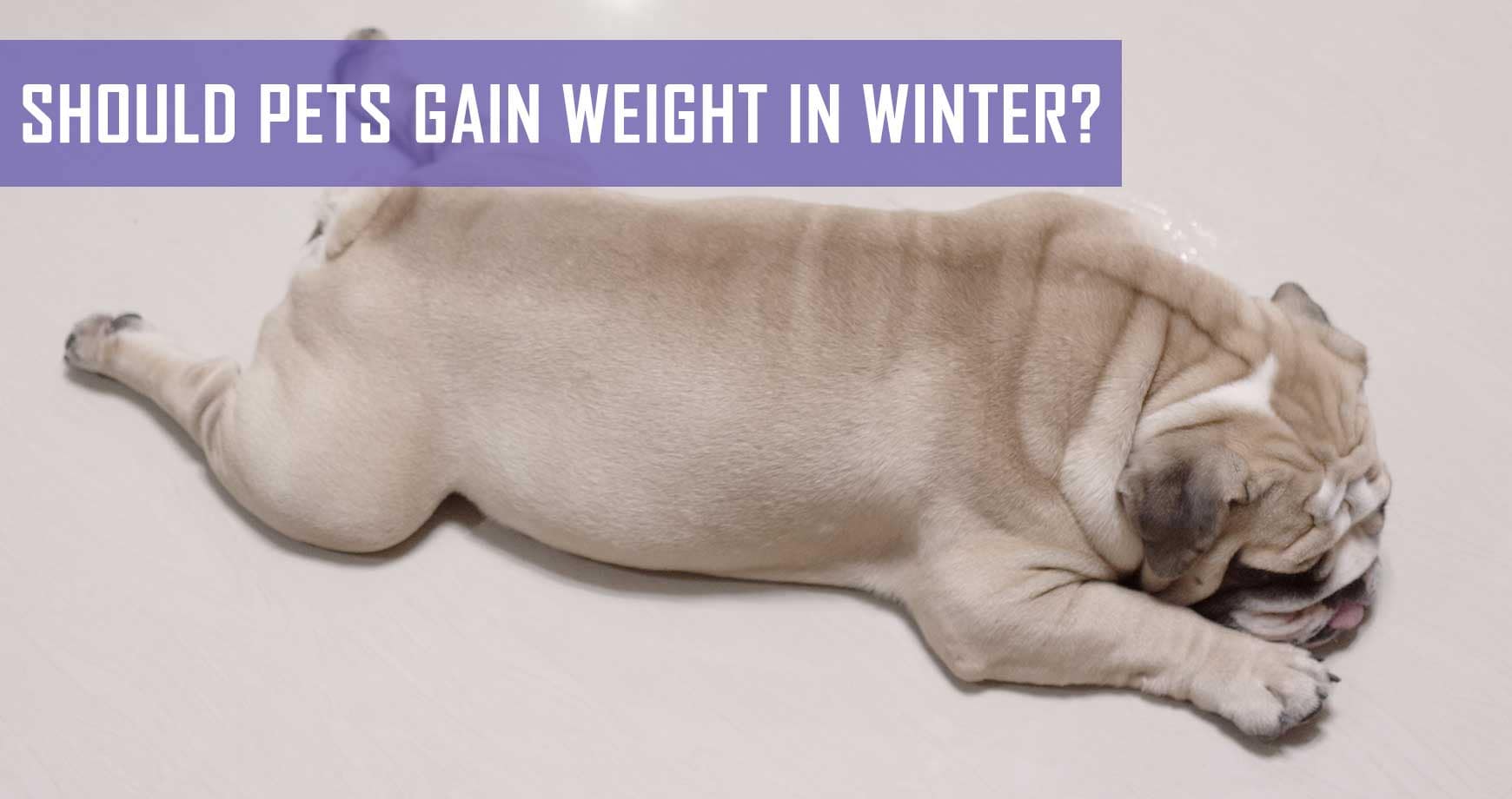 Should Pets Gain Weight In Winter? Pet Hero