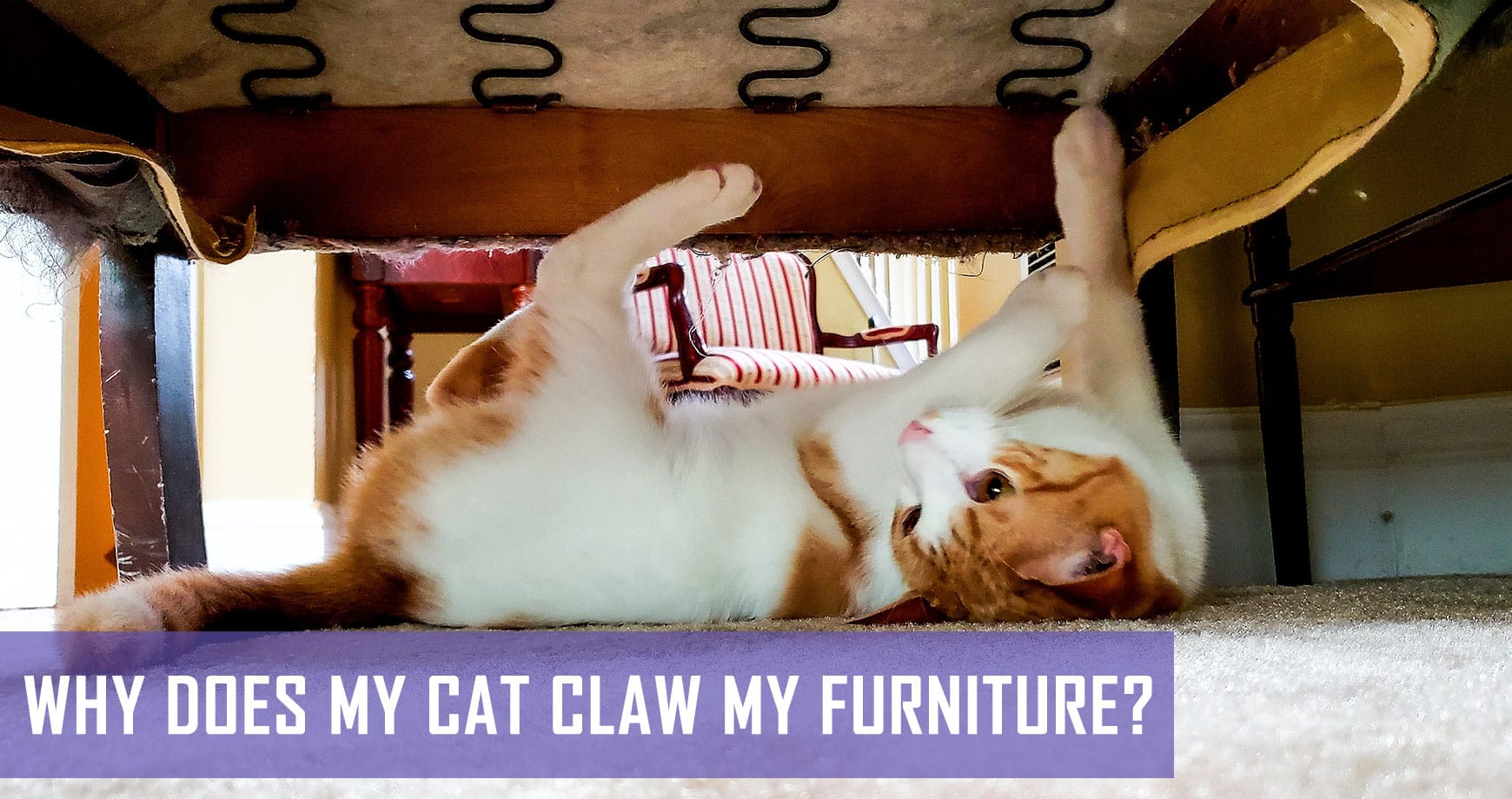 Why Does My Cat Claw My Furniture? Pet Hero