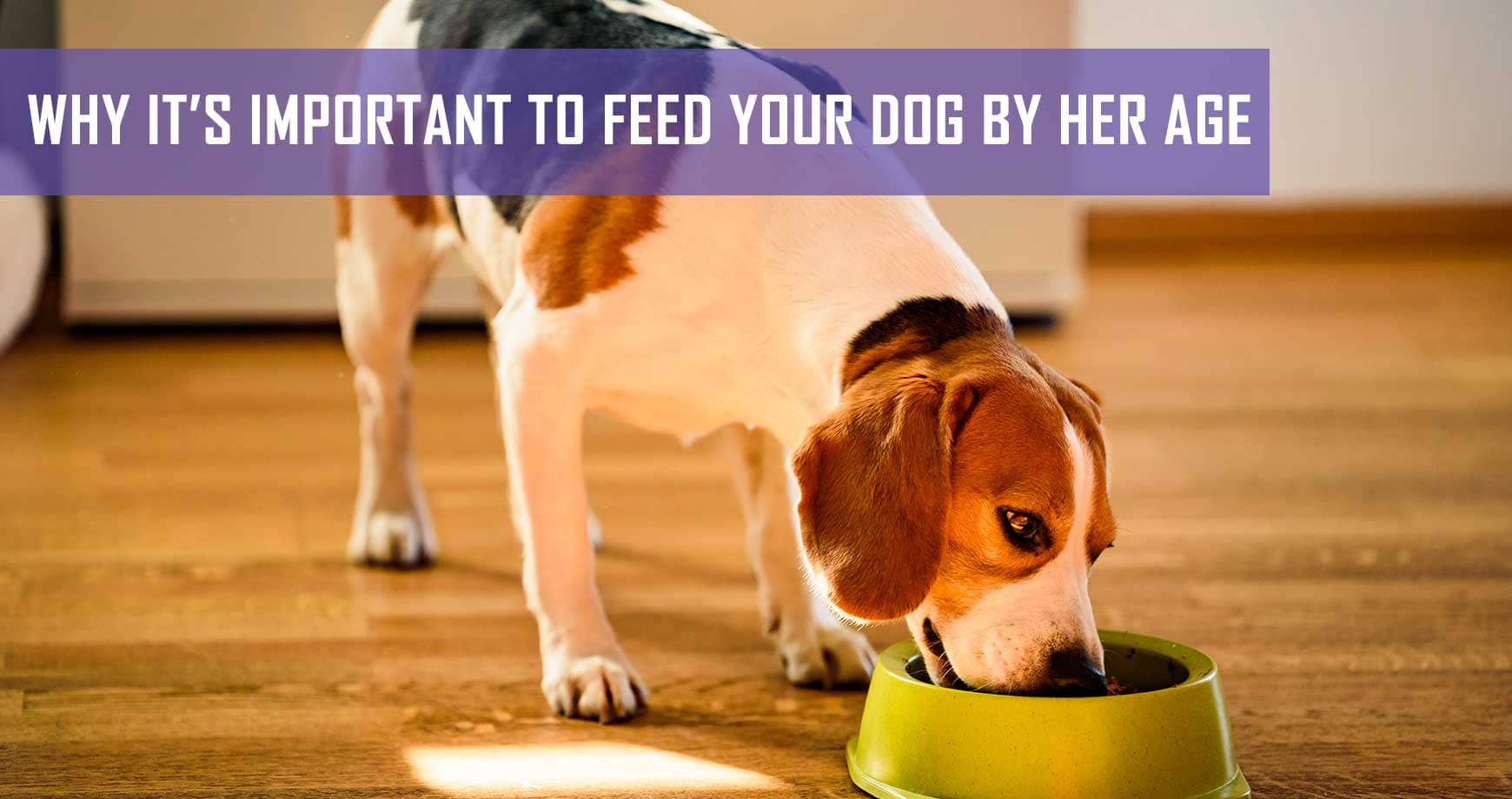 why-it-s-important-to-feed-your-dog-by-her-age-pet-hero