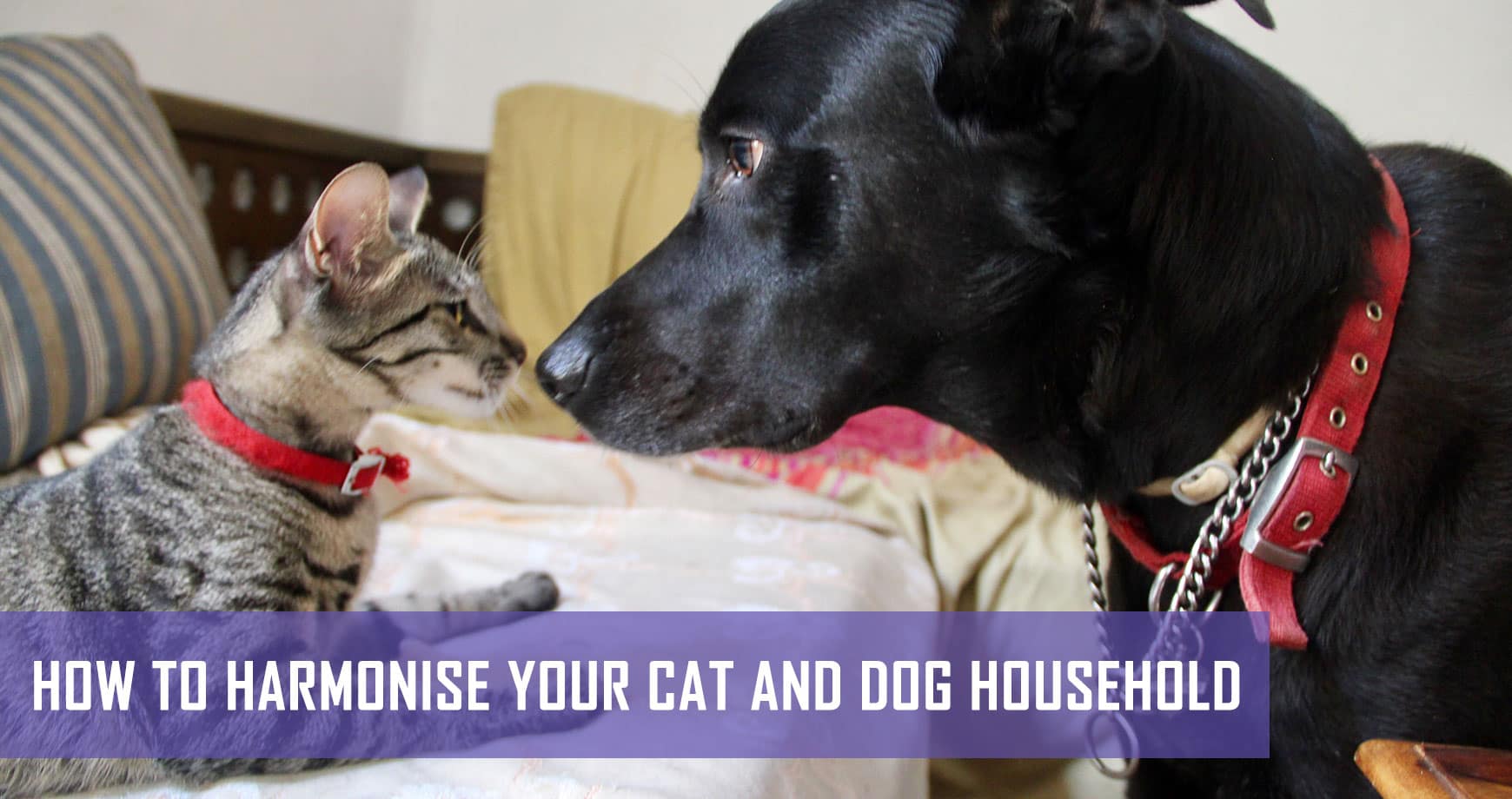 How To Get Cats And Dogs To Live Together In Purrfect Harmony Pet Hero