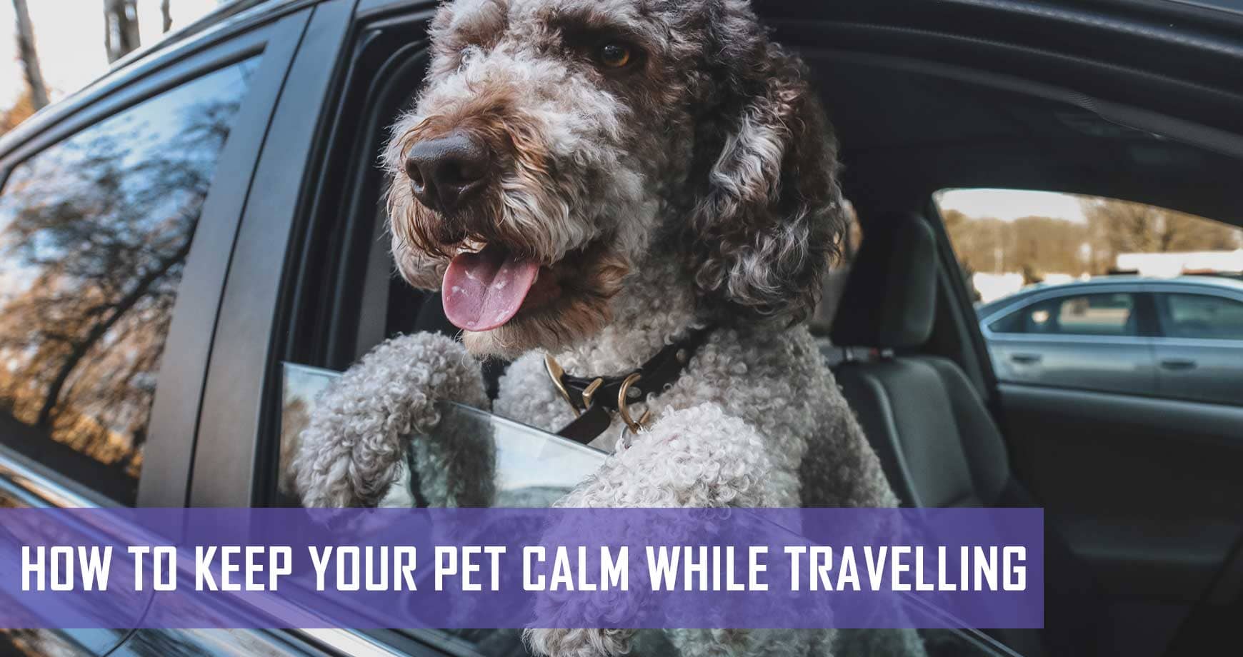 How To Keep Your Pet Calm While Travelling | Pet Hero