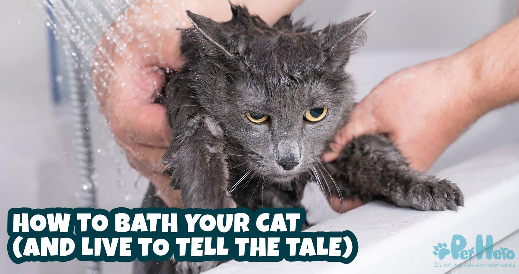 How To Bath Your Cat (and Live To Tell The Tale) Pet Hero