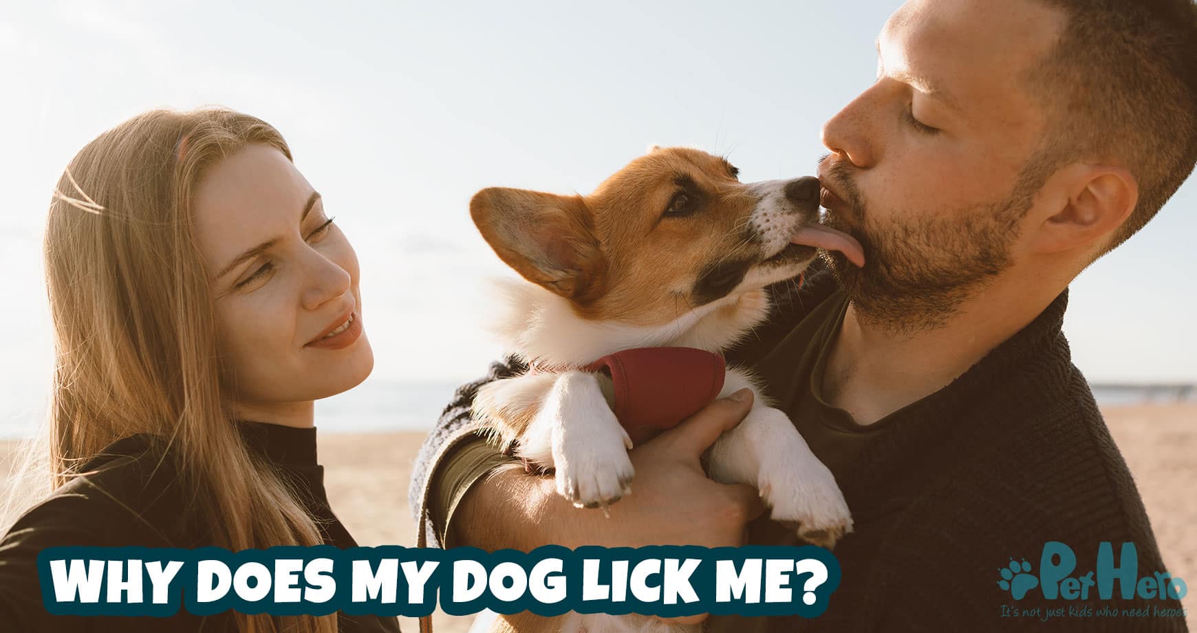 Why Does My Dog Lick Me? Pet Hero