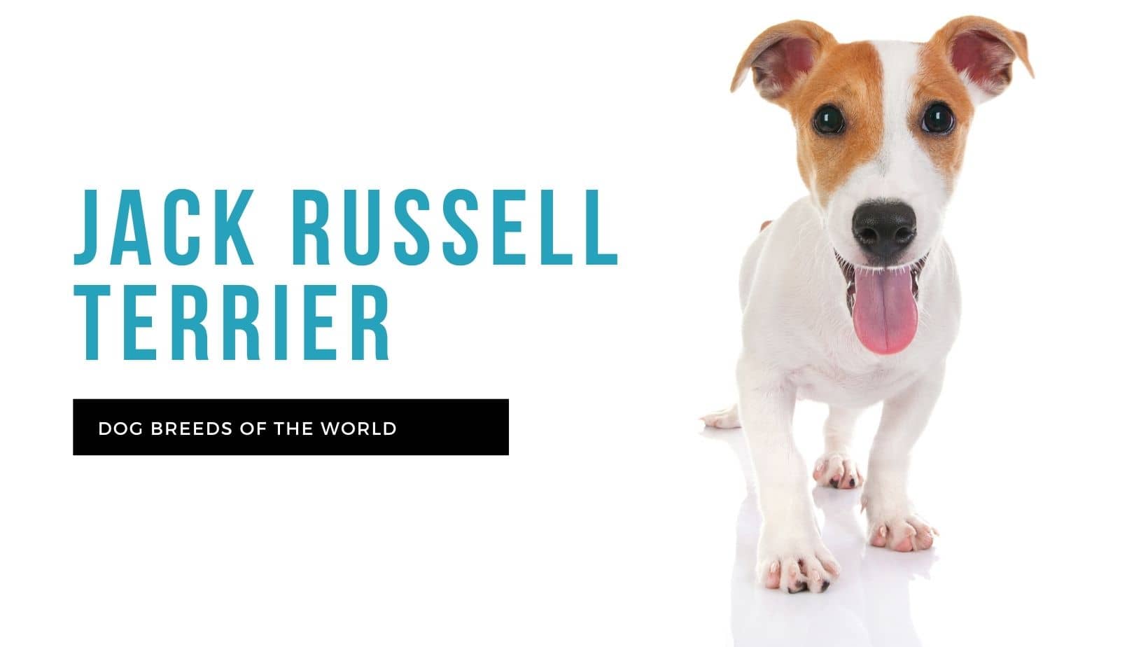 The Jack Russell terrier: 3 breeds to differentiate