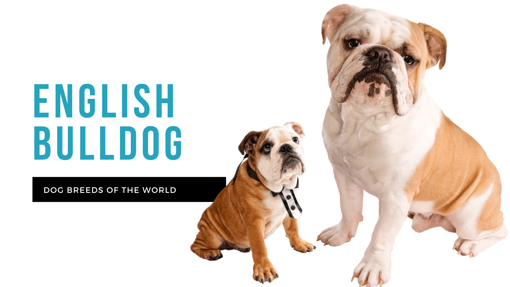 English Bulldog | Pet Hero