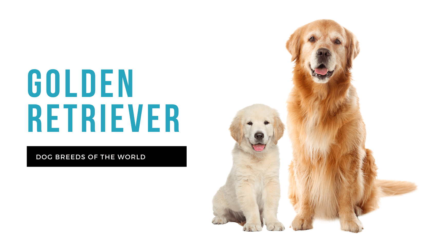 Golden Retriever | Pet Hero