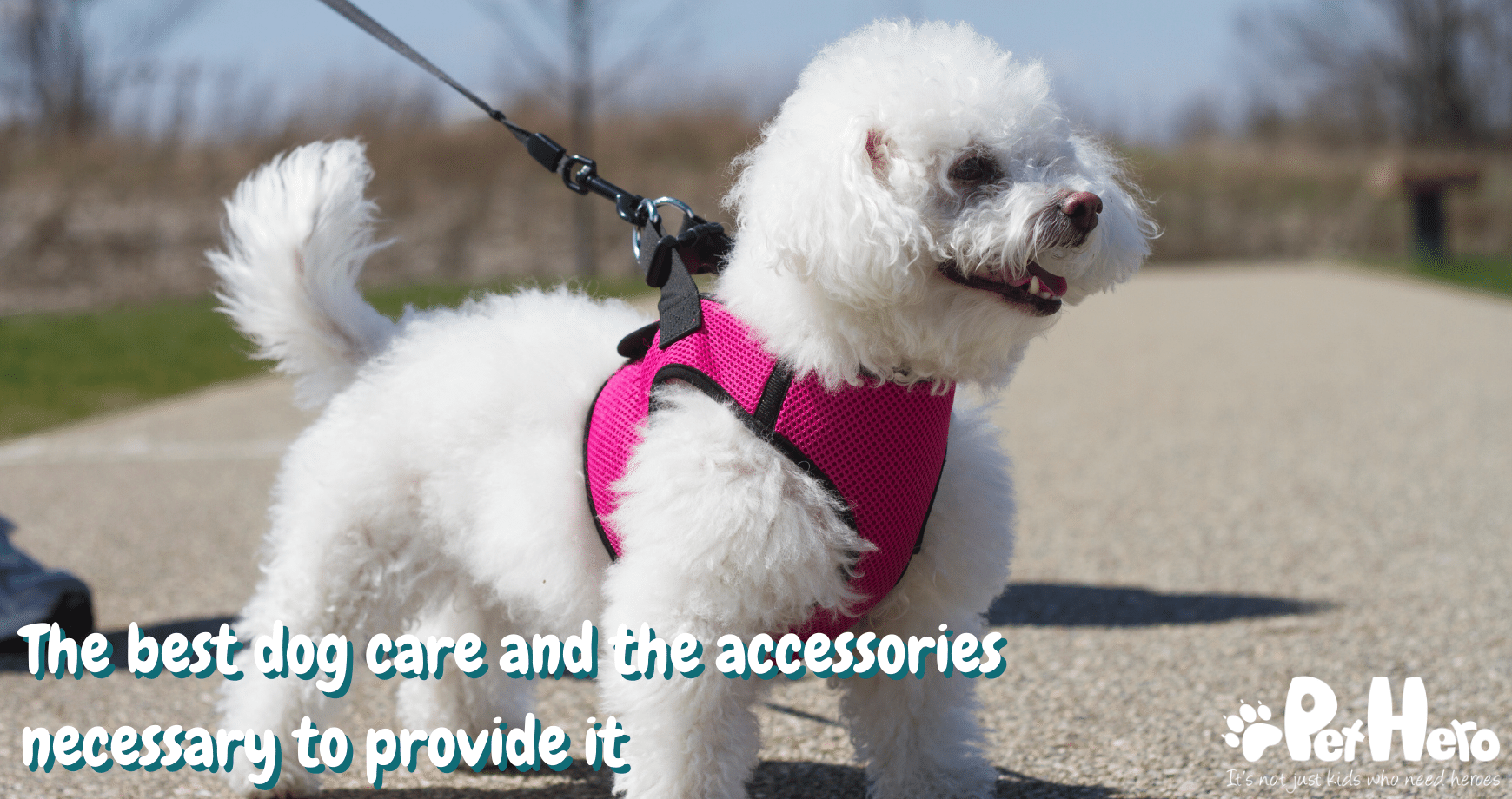 The Best Dog Care And The Accessories Necessary To Provide It Pet Hero