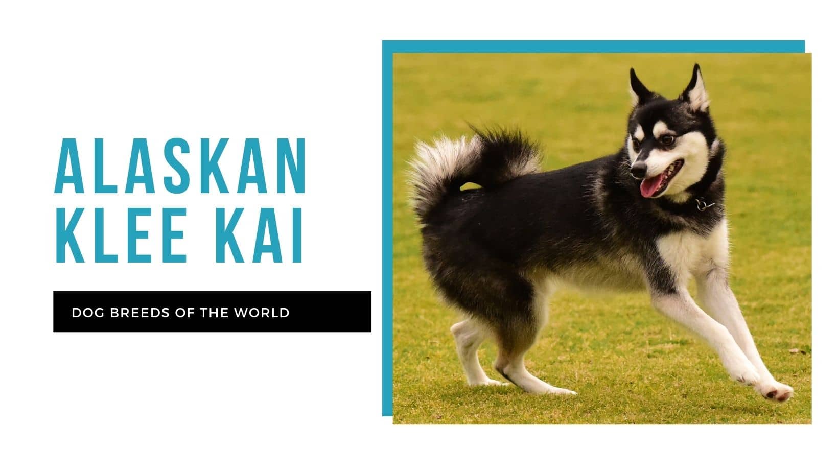 What Dog Is Similar To A Klee Kai? - Life With Klee Kai