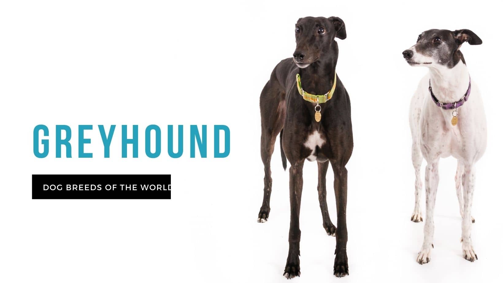 Greyhound 1 