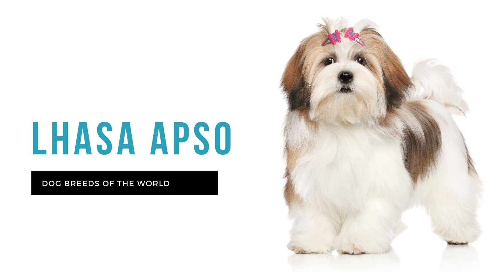 Lhasa apso separation store anxiety