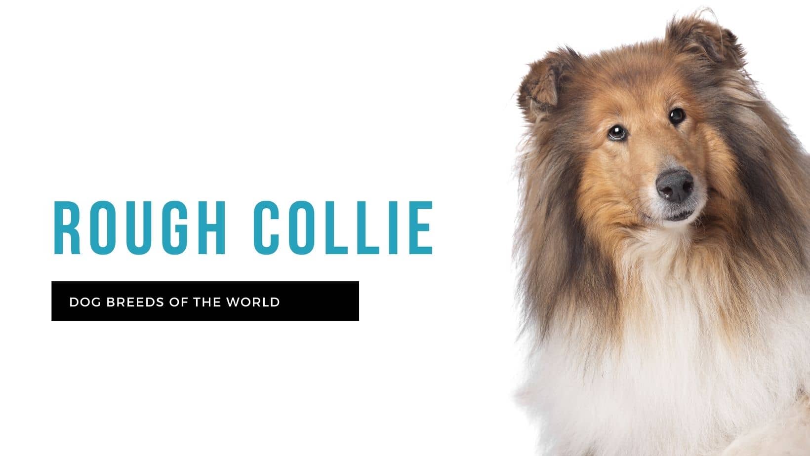 Dog sales rough collie