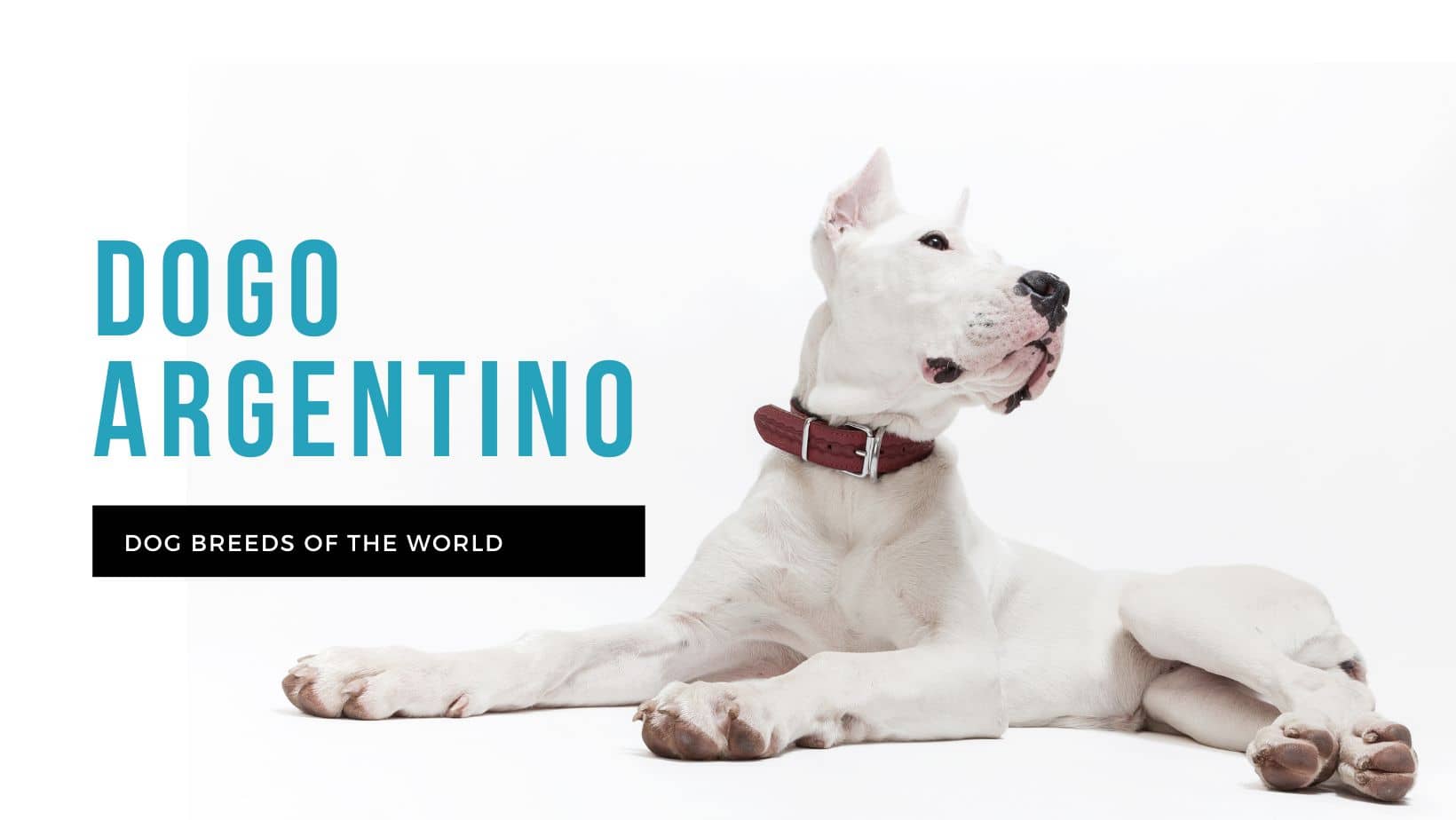 Dogo Argentino Dog Breed - Dog World