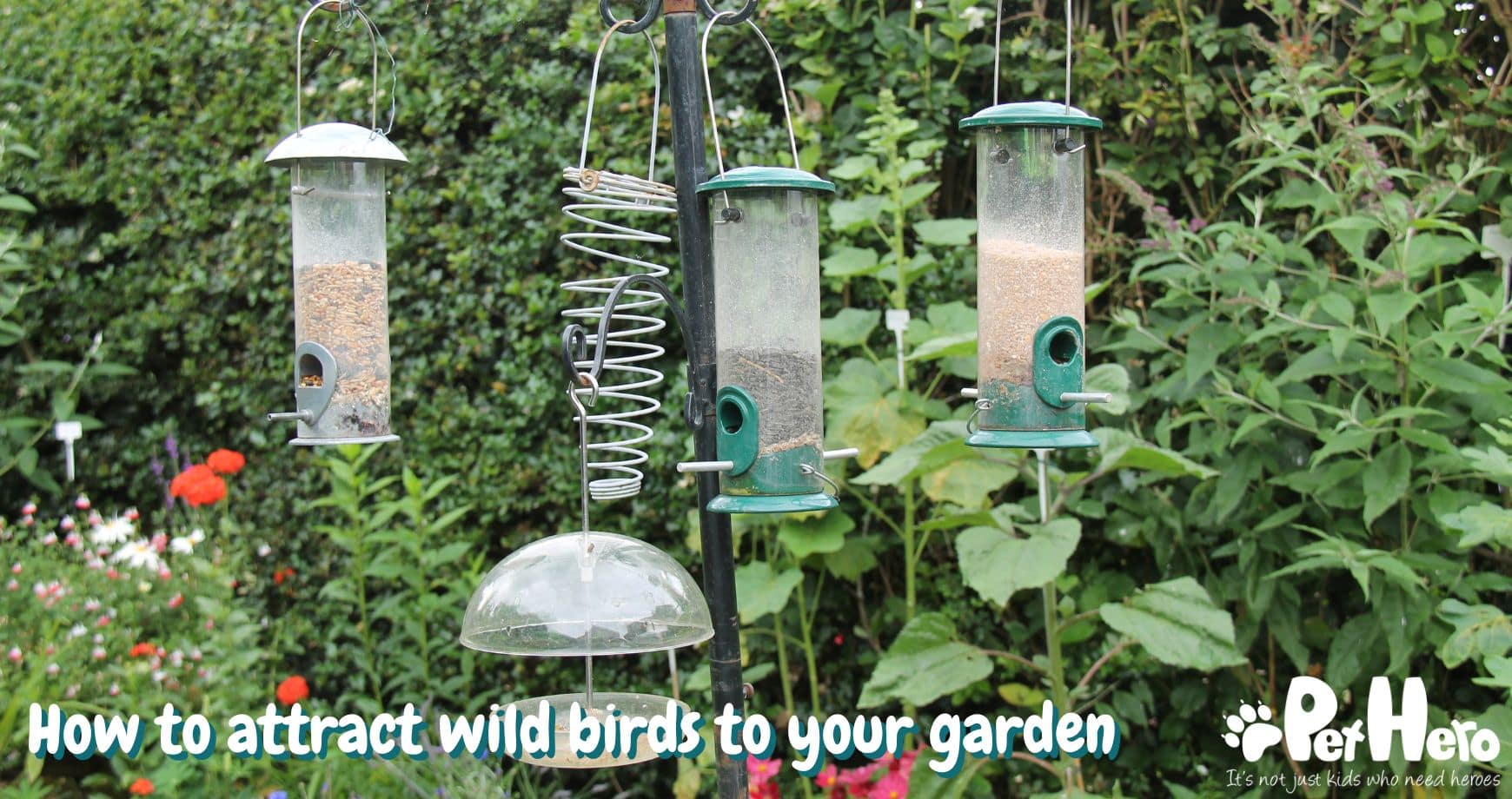 How To Attract Wild Birds To Your Garden Pet Hero