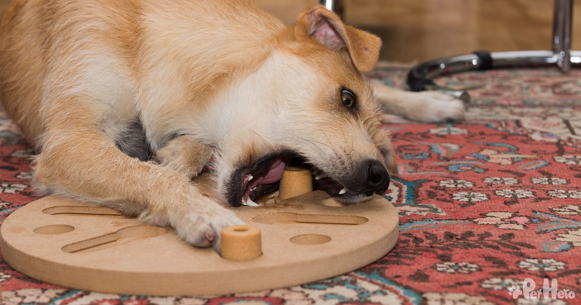 Is My Dog Bored or Tired? – PureWow
