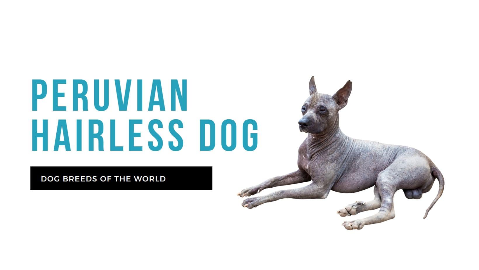 Peruvian Hairless Dog Pet Hero
