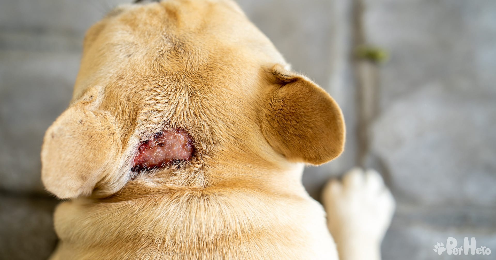 Dog wont stop licking hot clearance spot