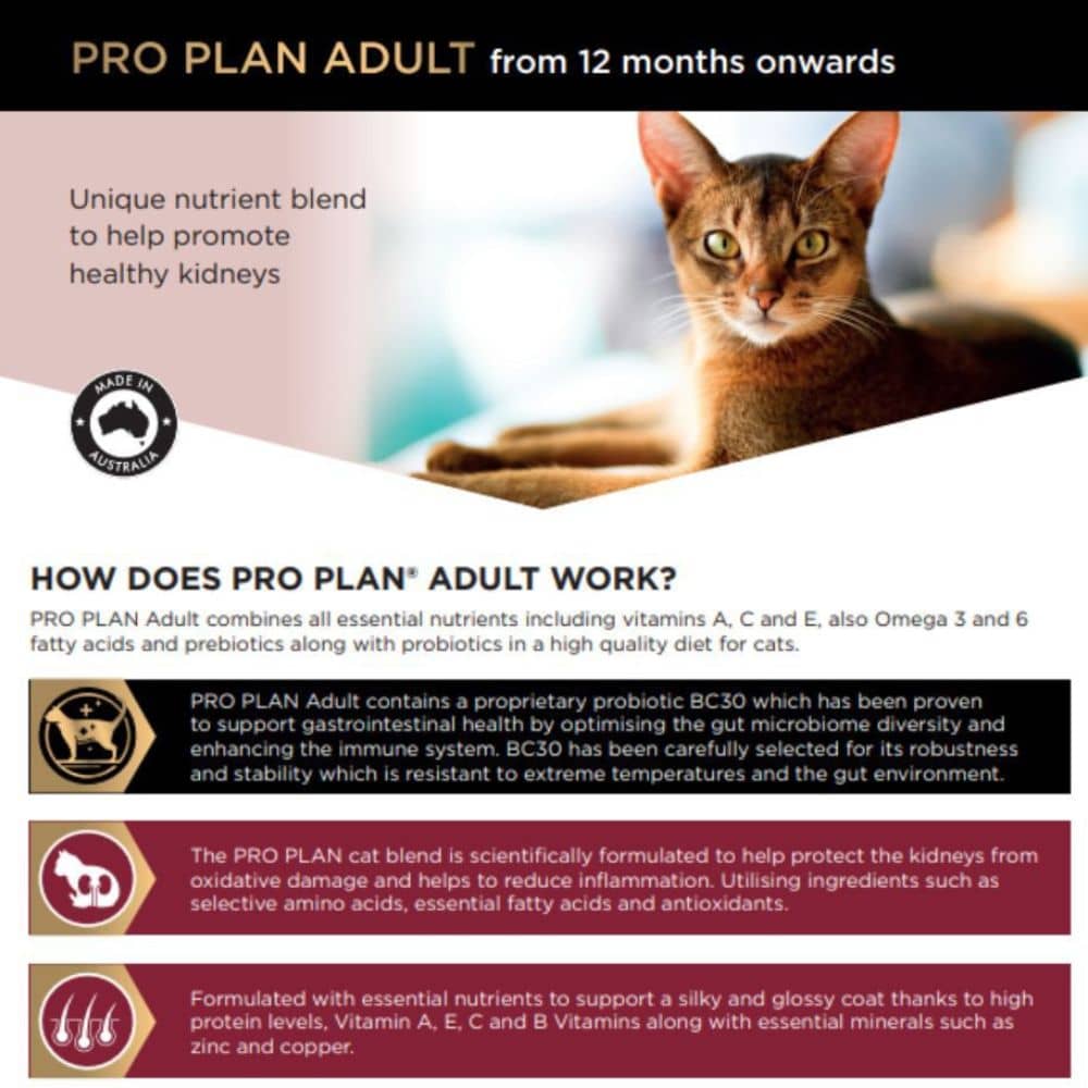 Healthy cat diet outlet plan