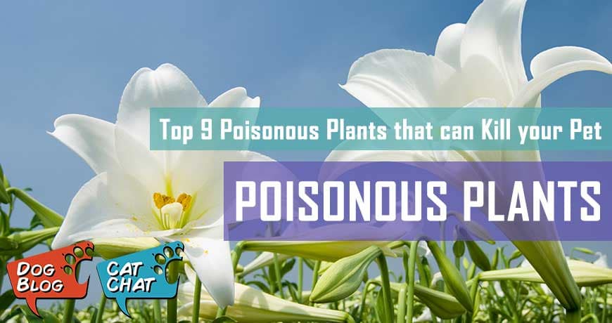 Protect Your Pet From These Poisonous Plants | Pet Hero