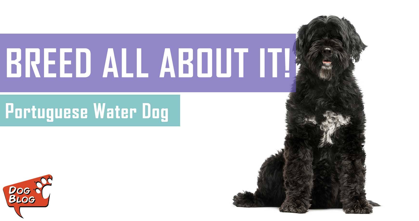 Portuguese Water Dog Facts And Traits Pet Hero