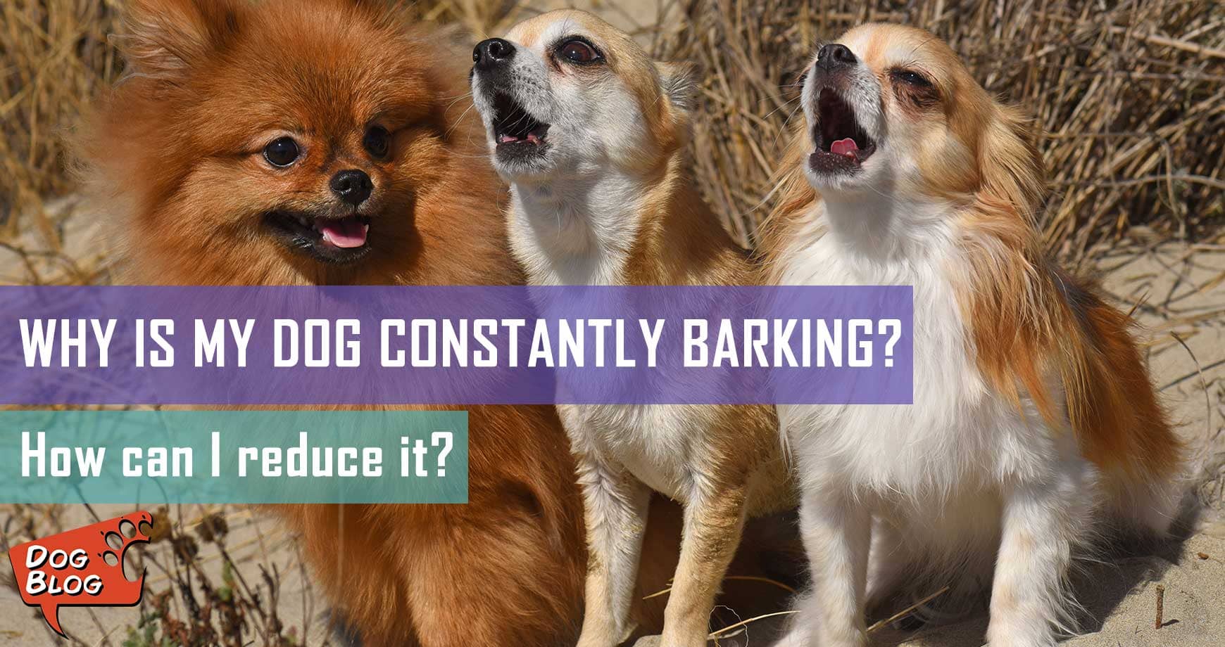 Why Is My Dog Constantly Barking? - How Can I Reduce It? | Pet Hero