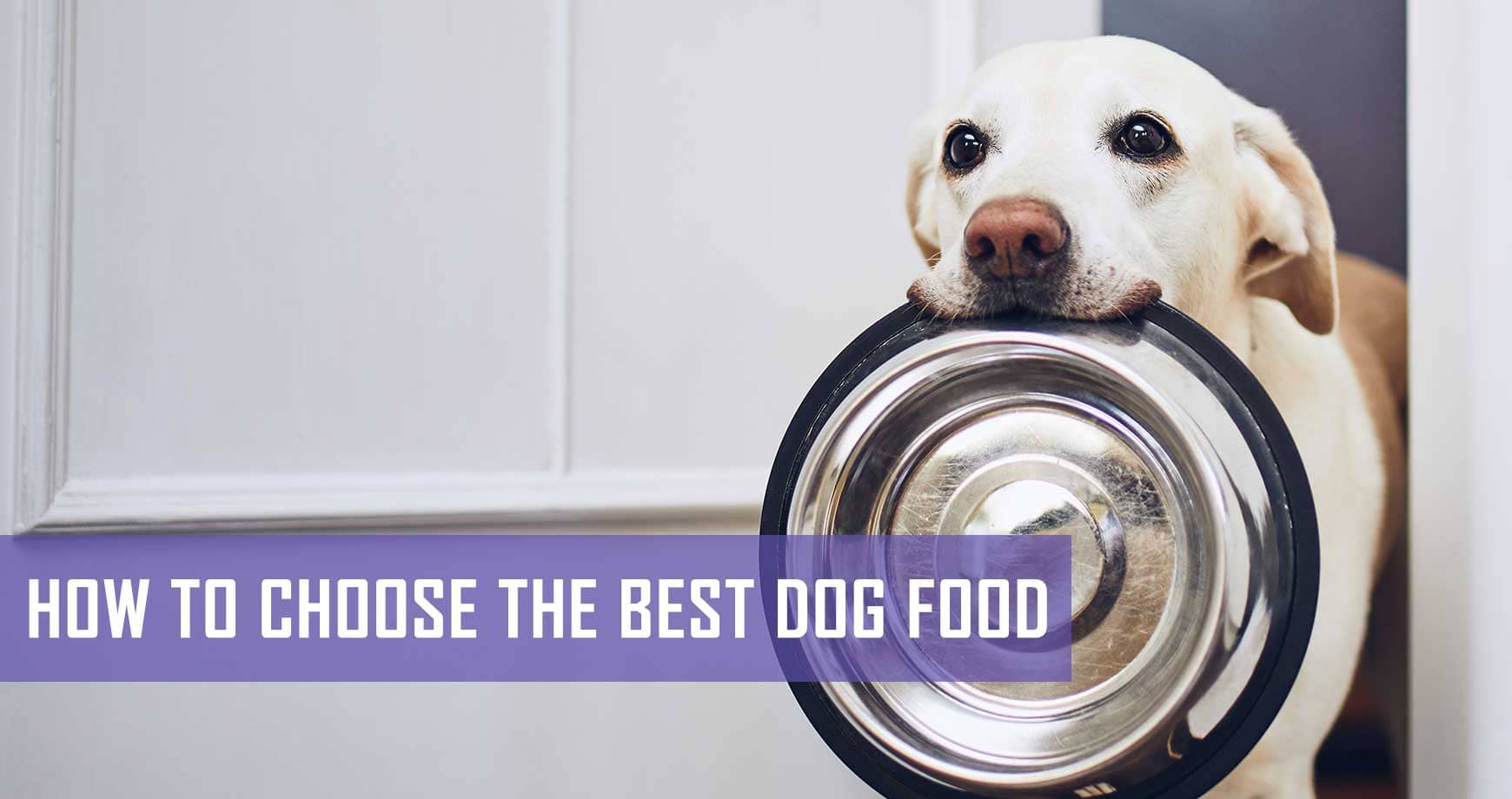 Best dog kibble 2019 best sale