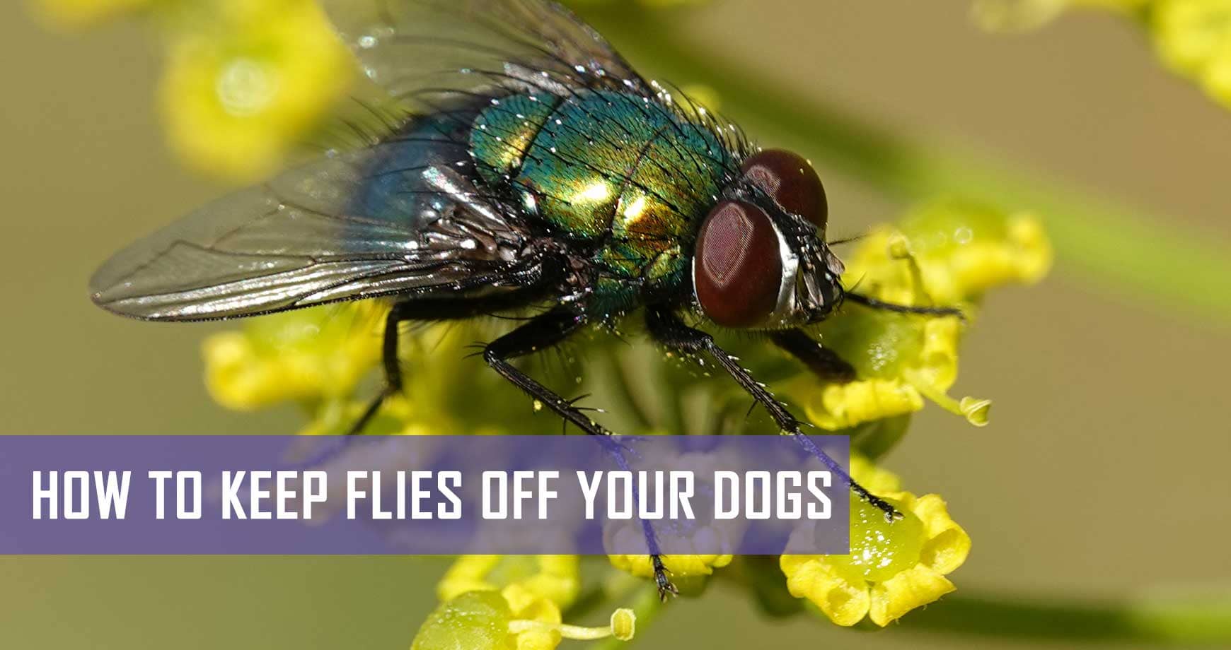 How To Keep Flies Off Your Dogs Pet Hero