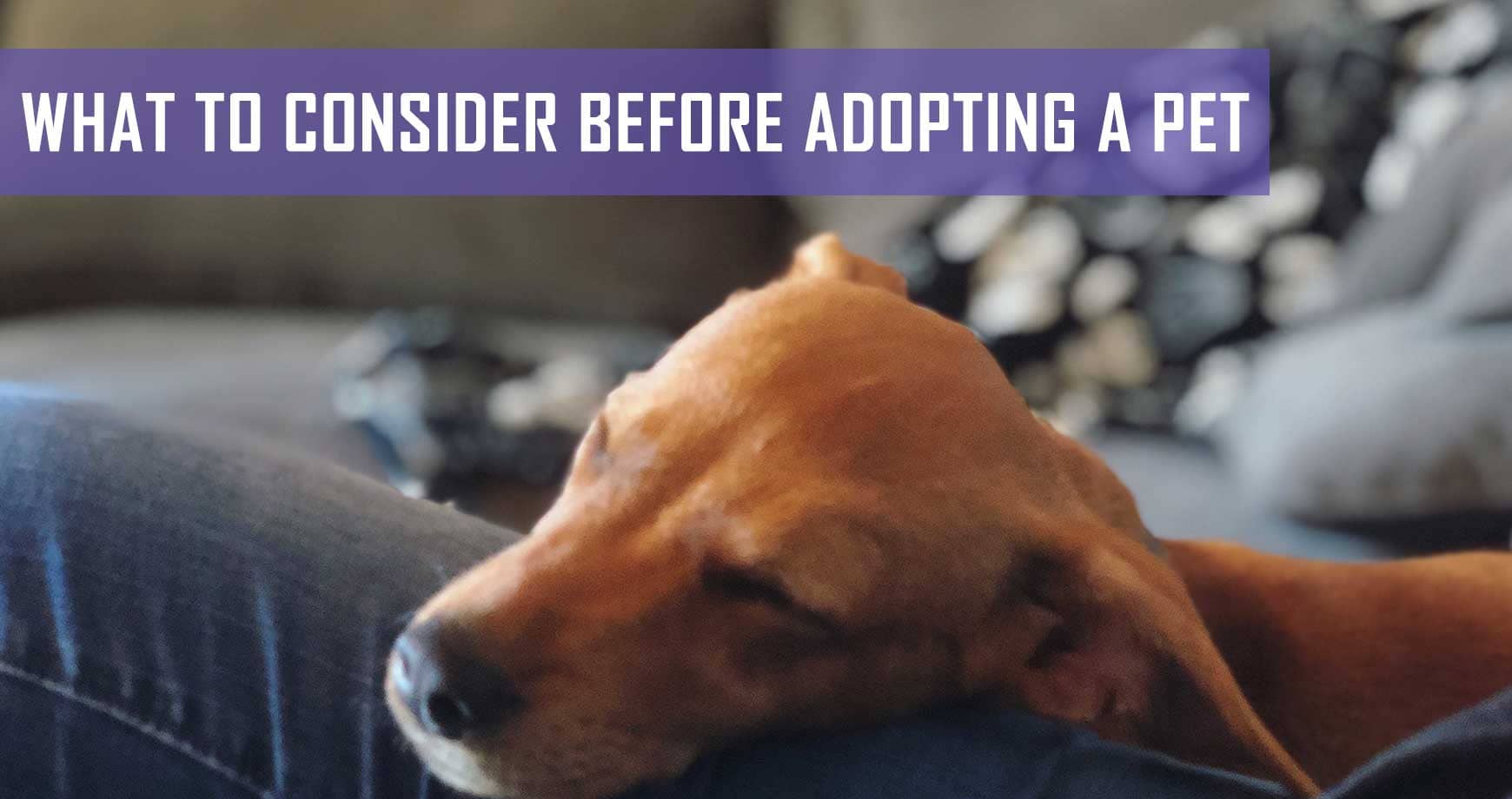 What To Consider Before Adopting A Pet | Pet Hero