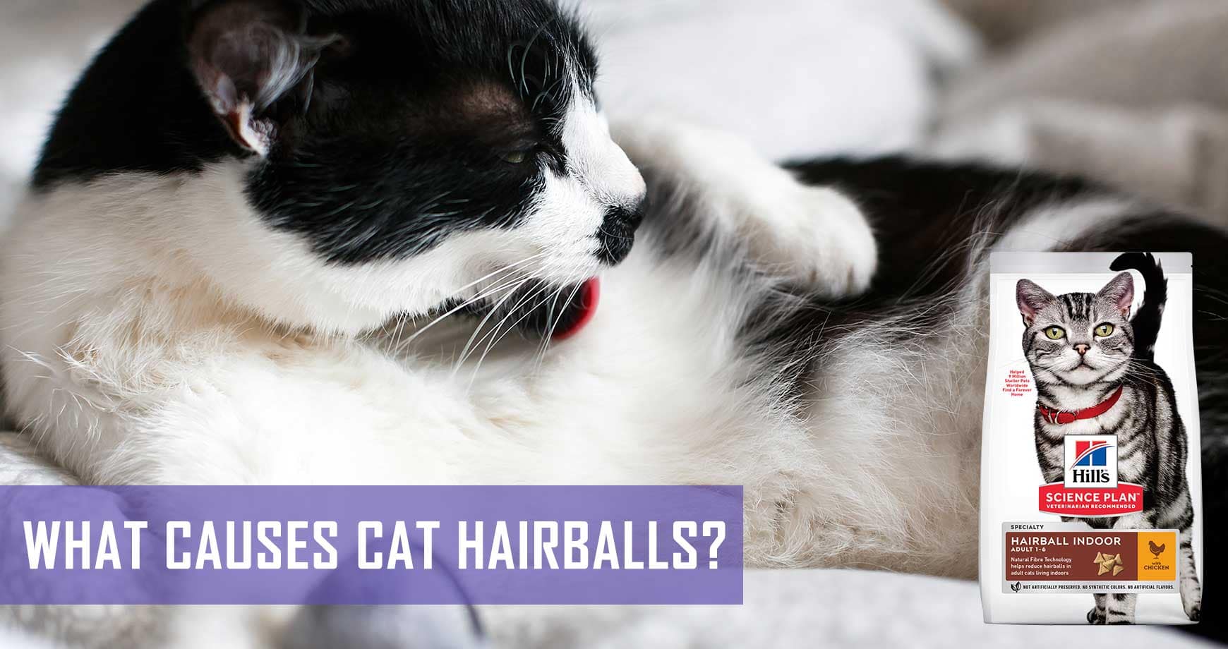 What Causes Cat Hairballs? | Pet Hero