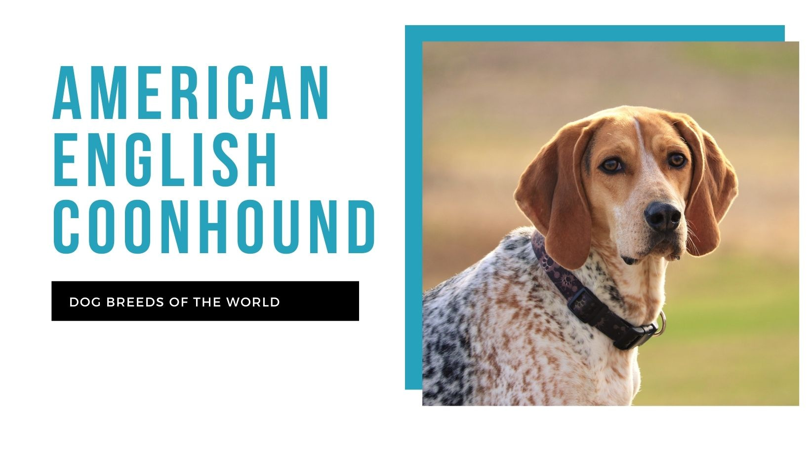 American English coonhound
